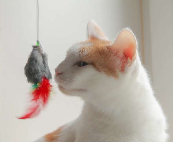 Кошечка Янина - два цвета счастья в добрые руки в Москве фото 13