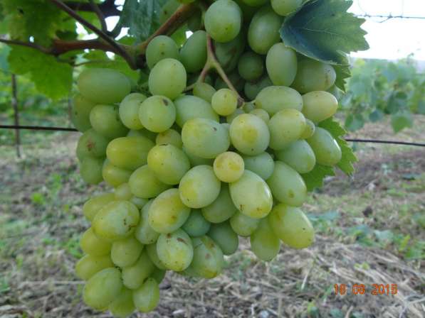 Черенки винограда столовых и винных сортов в Тамбове фото 6