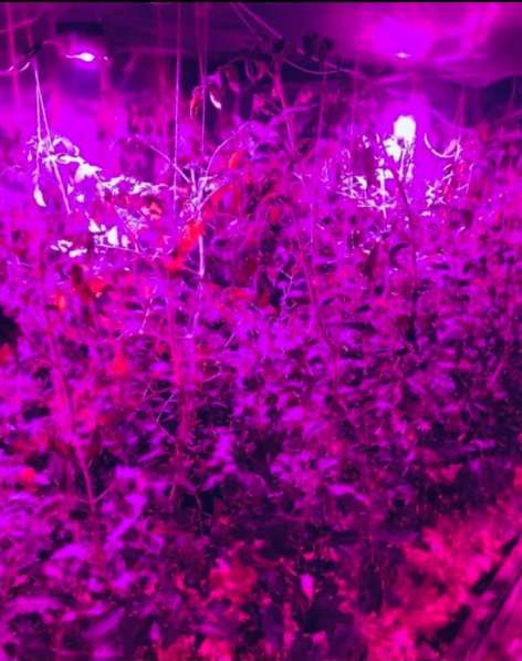 Фитолампа для растений led полного спектра в Москве фото 6