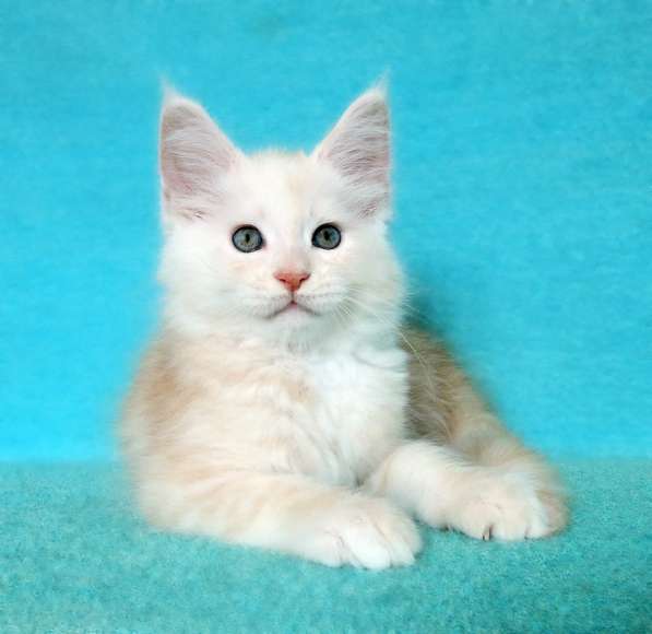 Апельсинки к Новому Году в Рязани фото 32