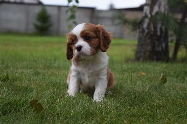 Щенок породы Кавалер кинг Чарльз спаниель в фото 10