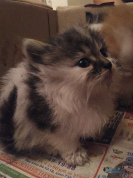 Котята в добрые руки в фото 8