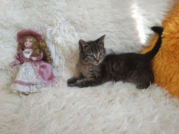 Ручной котенок 1,5мес. самец в Санкт-Петербурге фото 7