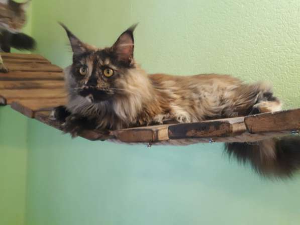 Девочка Мейн кун в Челябинске фото 8