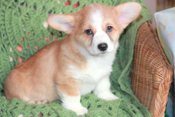 Вельш корги пемброк - девочка в Москве фото 15