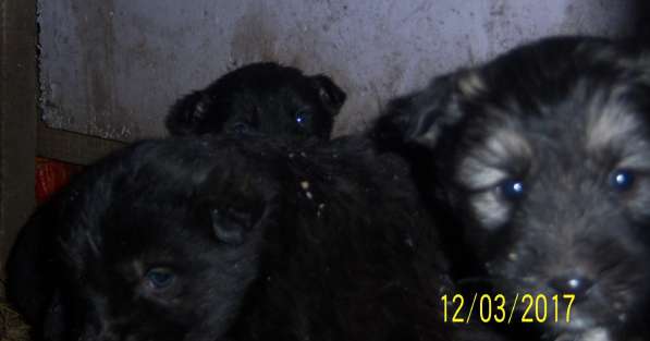 Щенок ищет доброго хозяина в Красноярске фото 15