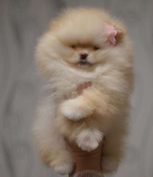 Померанский шпиц. Мини