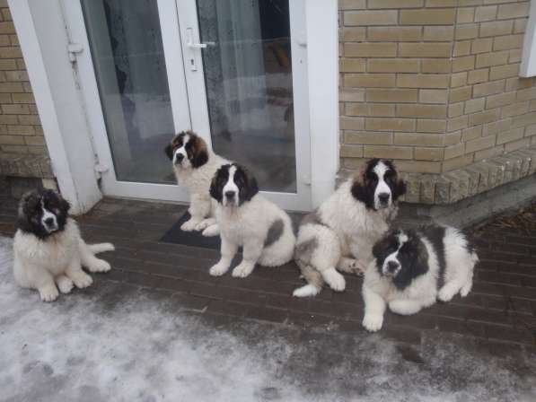 Pyrenean Mastiff