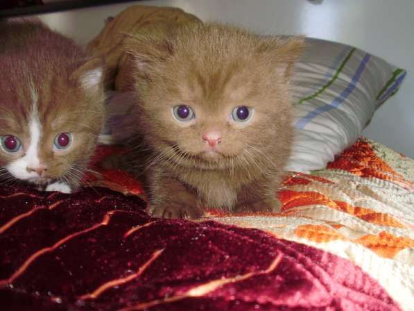 Британский котенок в Краснодаре фото 10