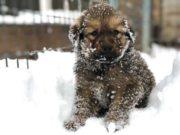 Тибетский мастиф - щенки в Санкт-Петербурге фото 4