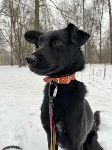 Красивый пес со смешными ушами по имени Морис ищет дом в Москве фото 3