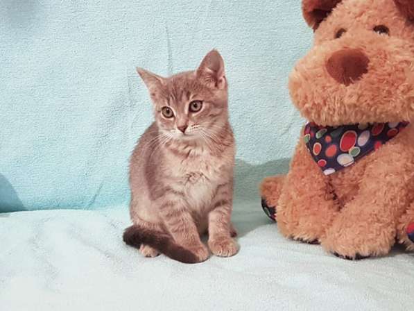 Крошки-котята благородного дымчатого окраса срочно ищут дом в Москве фото 5