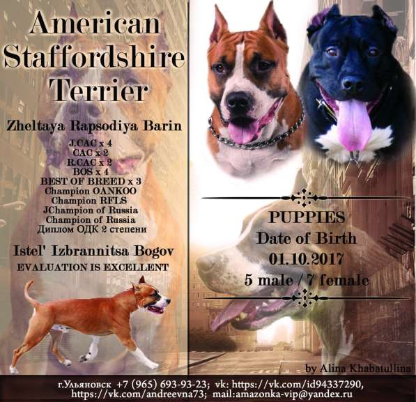 Щенки в Ульяновске фото 11