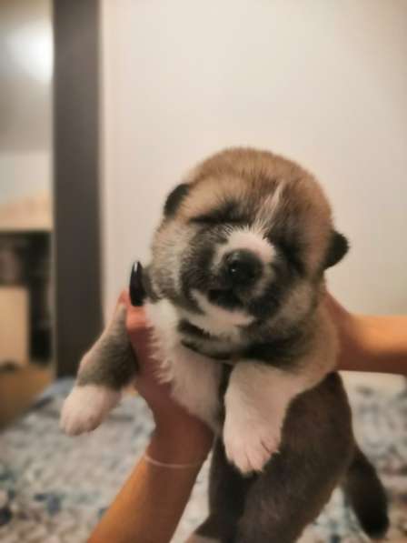 Щенки акита-ину в Екатеринбурге фото 6