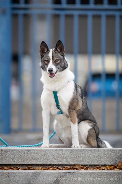 Ищет дом Юта в Москве фото 5