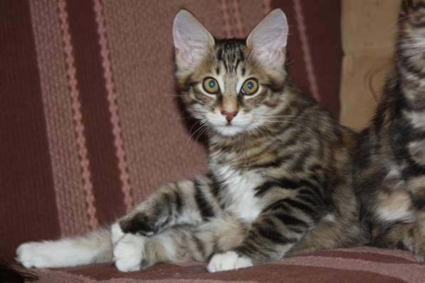 Курильский бобтейл в Санкт-Петербурге фото 8