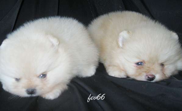 Щенки шпица, мальчики и девочки в Москве фото 3