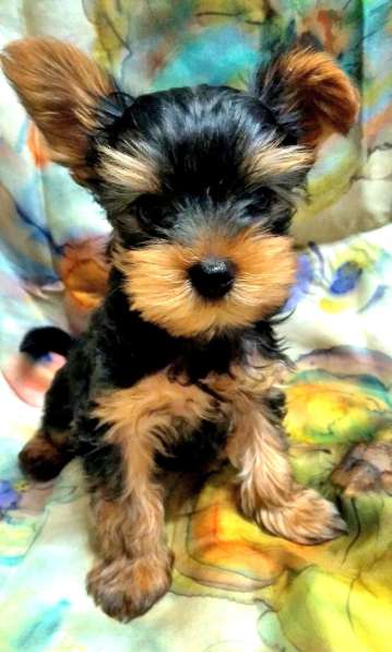 Красивый мальчик-йорк в Кирове фото 5