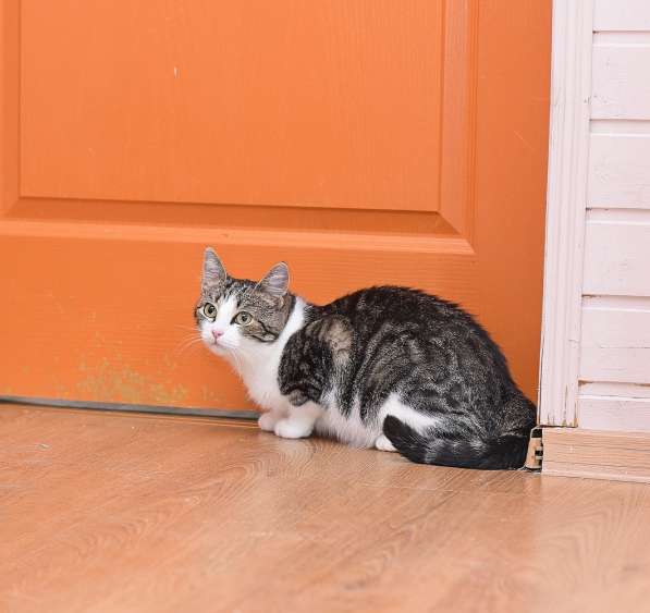 Кошечка Лея ищет дом в Домодедове