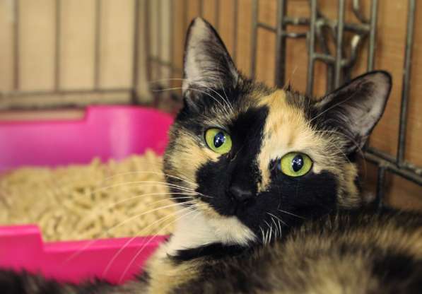 Очаровательная Фани в поисках нового дома