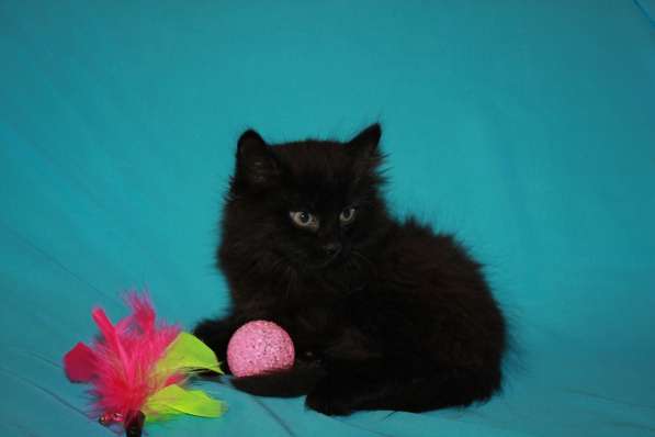 Котенок девочка в добрые руки в Москве фото 20