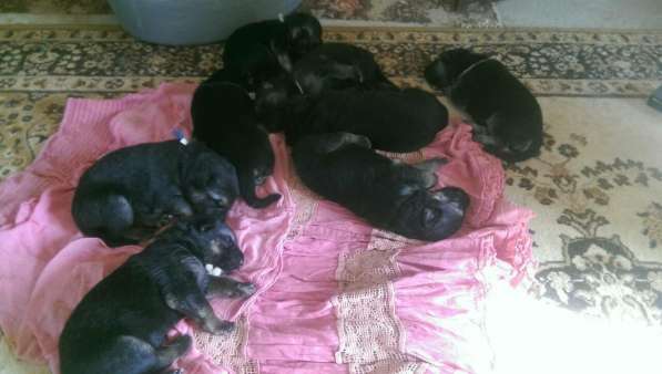 Продаются щенков ВЕО в Евпатории фото 43