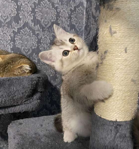 Добрый день друзья. Я продаю замечательных котят в фото 10