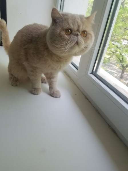 Кот ЭКЗОТ-ЭКСТРИМАЛ приглашает на вязку в фото 4