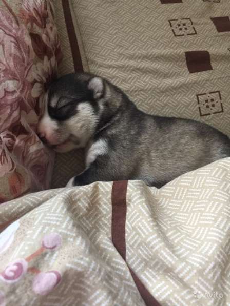 Продаются щенки Сибирской Хаски в Тюмени фото 13