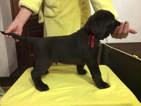 Шоколадные щенки Лабрадора ретривера в Москве фото 4