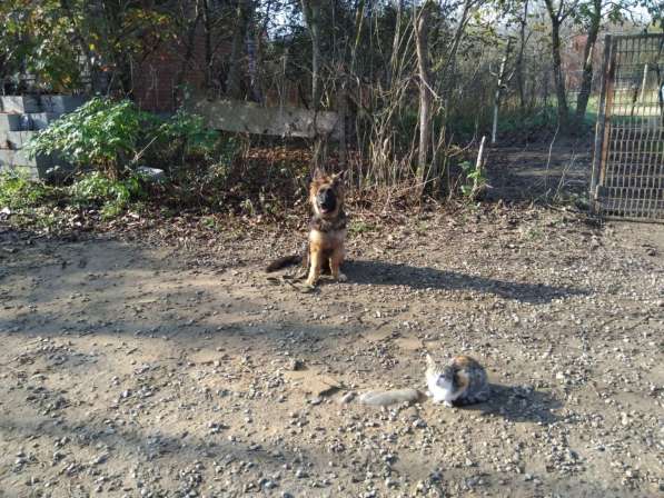 Дрессировка собак в Новокубанске