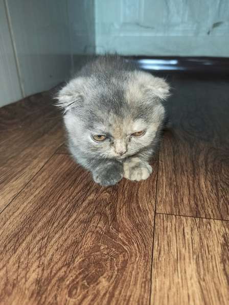 Продам британцев в 