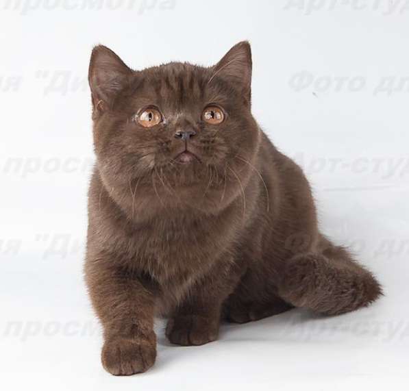котенка шоколадного в Хабаровске фото 11