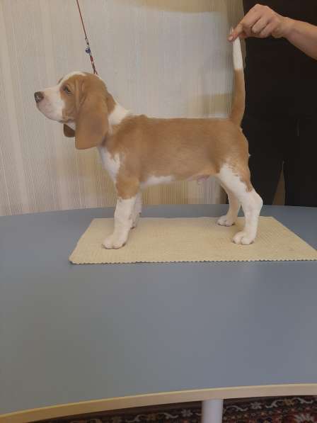 Щенки бигля в Тосно фото 5