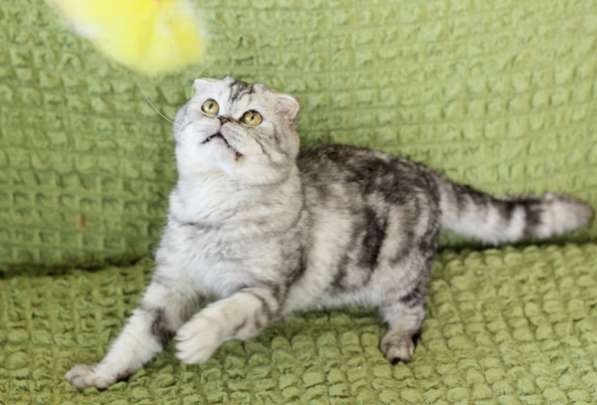 Вислоухий котик Оскар ищет дом в Москве фото 4
