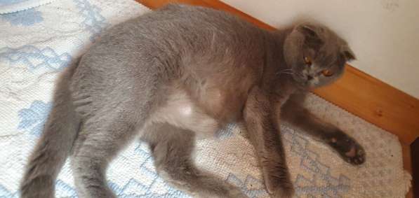 BKH Katze в 
