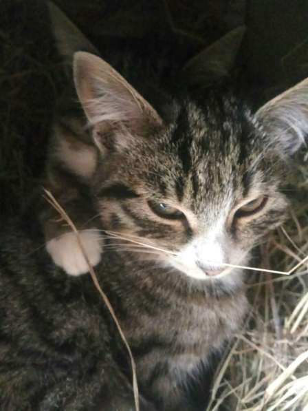 Котята ждут хозяев! в Москве фото 18