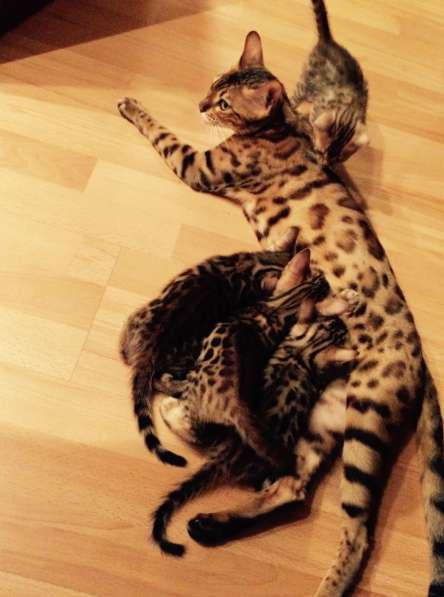 Продажа бенгальских котят в Москве