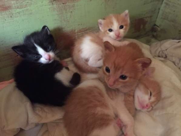 Котята в Ульяновске фото 10