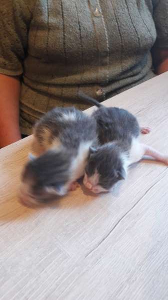 Котята от русской голубой в Санкт-Петербурге