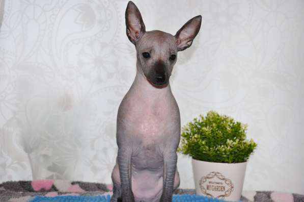 Девочка Мексиканочка в Москве фото 3