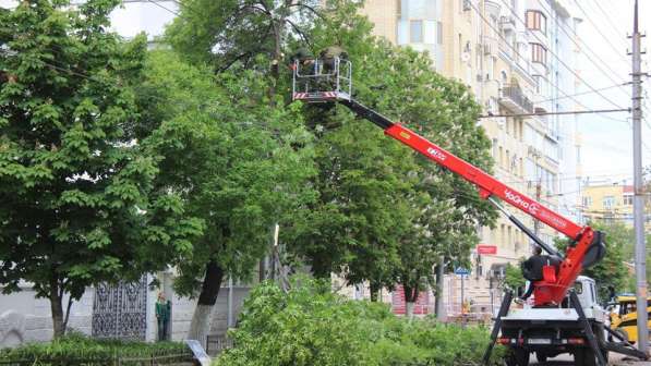 Цены на спил деревьев, обрезку и вырубку в Пушкино в Пушкино