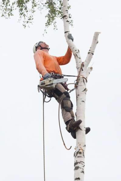 Спил деревьев любой сложности в Пензе фото 13