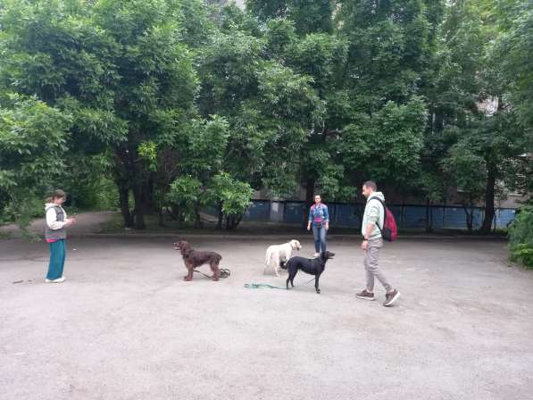 Кинолог, дрессировка воспитание щенка взрослой собаки в Челябинске