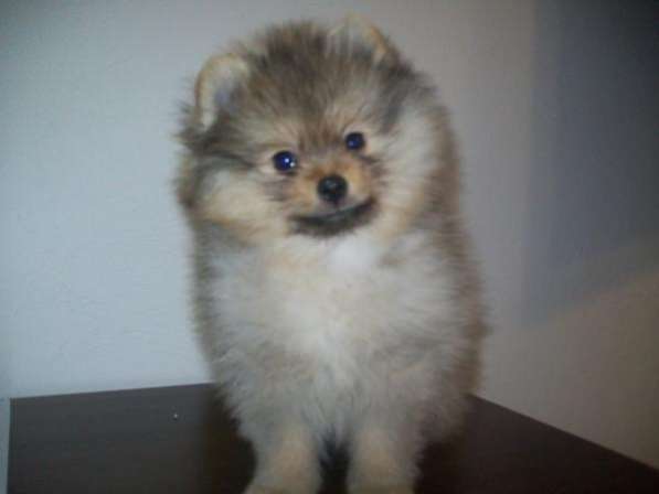 щенков померанского шпица.