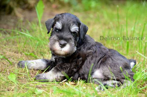 Шикарные щенки цвергшнауцера окраса черный с серебром в фото 8