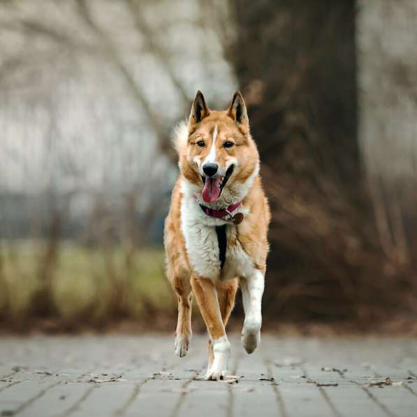 Мистер лучезарная улыбка Янтарь ищет дом в Москве фото 20