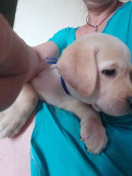 Продается щенок Лобрадор 2 месяца в Волгограде