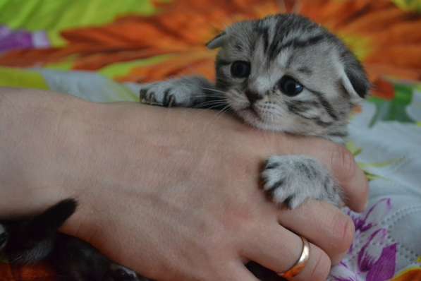 Шотландская вислоухая кошечка в фото 9