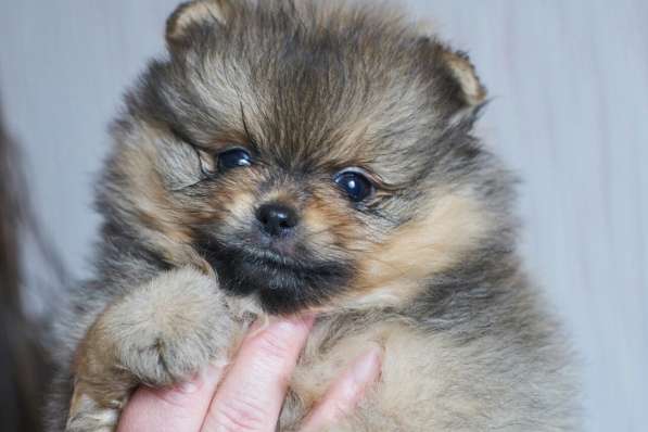 Померанский шпиц в